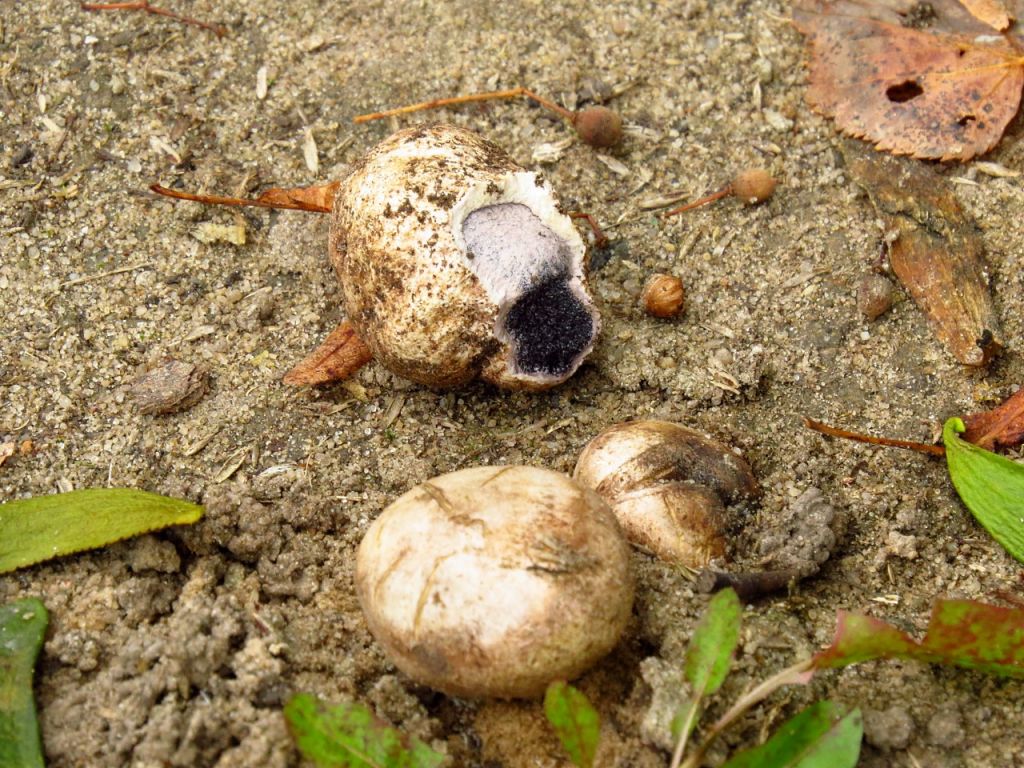 Agaricomycetes