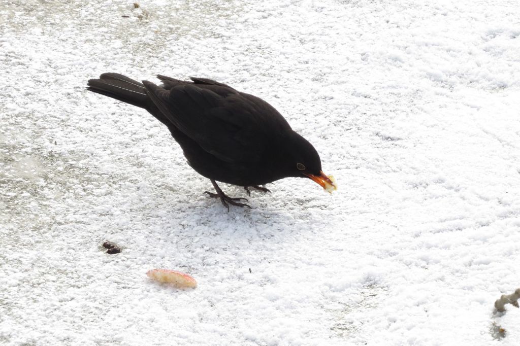 Turdus merula Linnaeus, 1758
