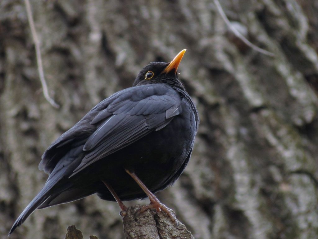 Turdus merula Linnaeus, 1758