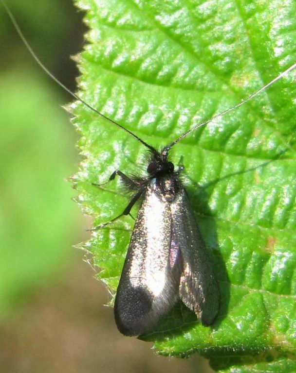 Adela reaumurella (Linnaeus, 1758)