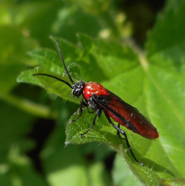 Tenthredinidae