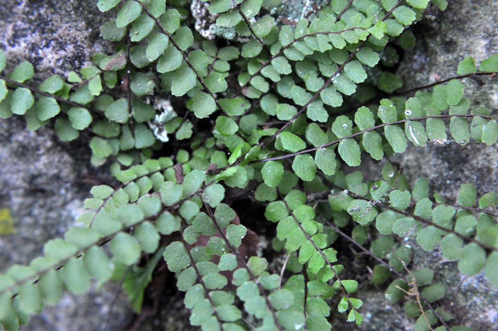 Asplenium trichomanes L.