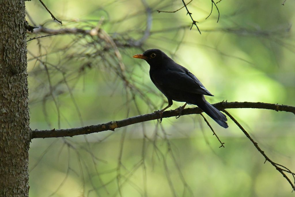 Turdus merula Linnaeus, 1758