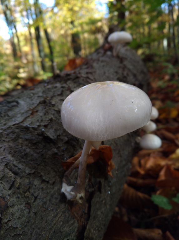 Mucidula mucida (Schrad.) Pat.