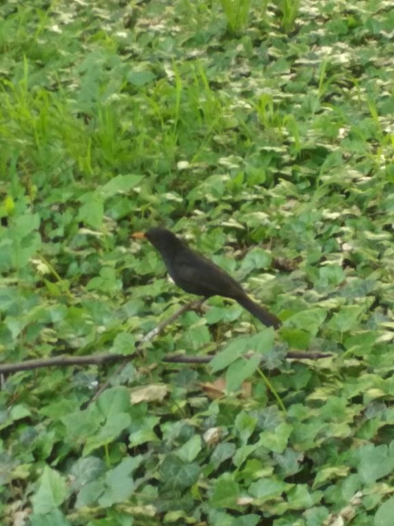 Turdus merula Linnaeus, 1758