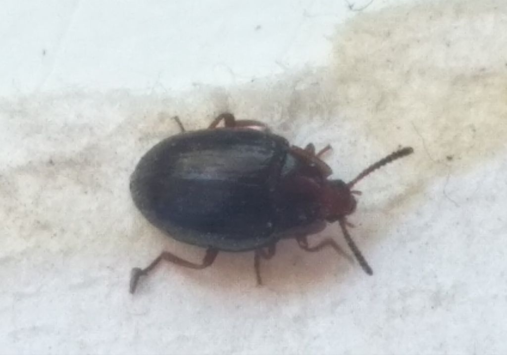 Scaphidema metallicum (Fabricius, 1792)