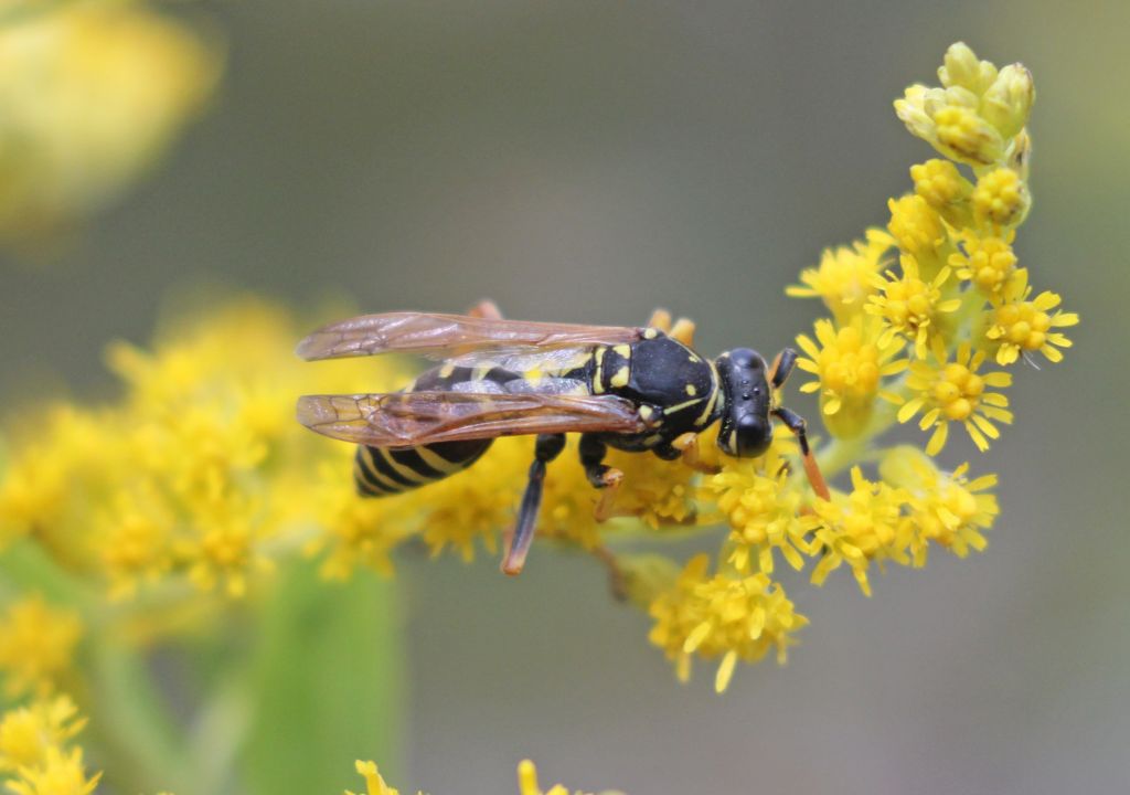 Polistes nimpha (Christ, 1791)