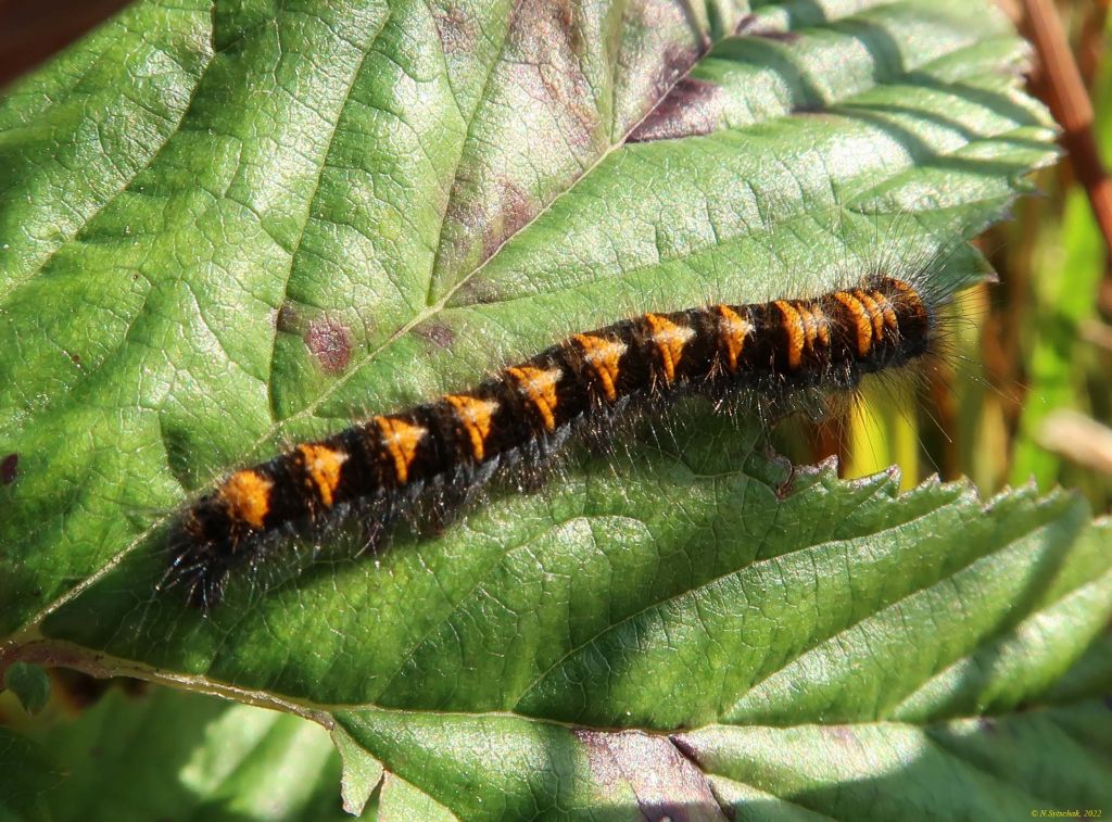 Lasiocampa quercus (Linnaeus, 1758)