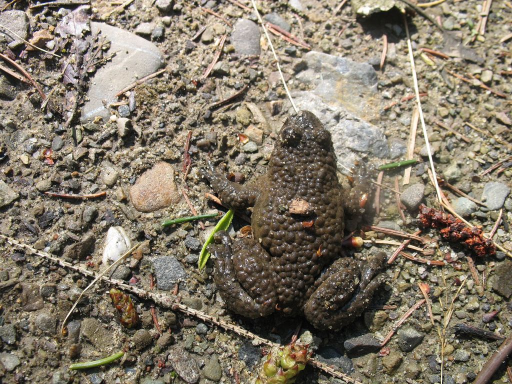 Bombina variegata (Linnaeus, 1758)