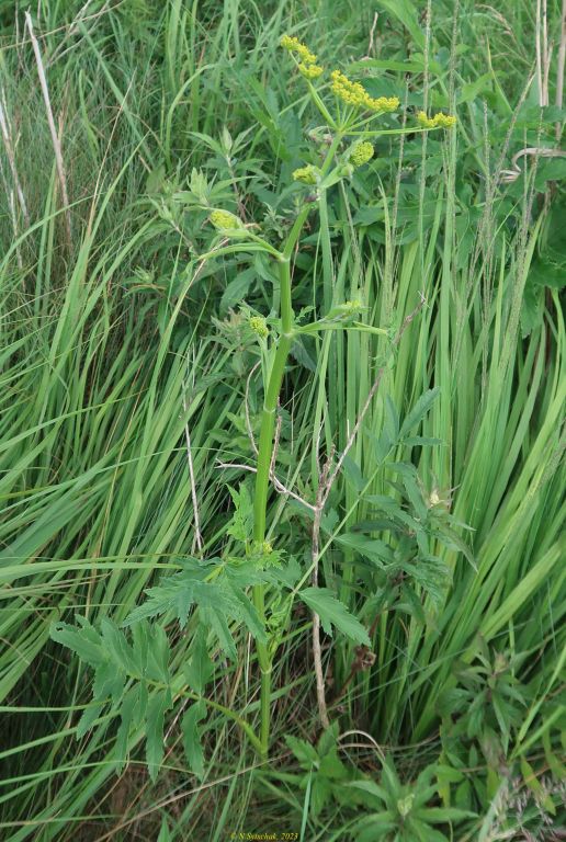 Pastinaca sativa L.