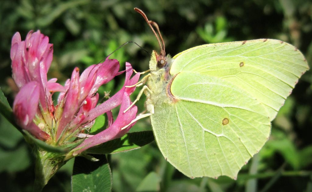 Gonepteryx rhamni (Linnaeus, 1758)