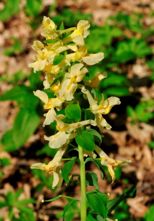 Corydalis cava subsp. marschalliana (Willd.) Hayek