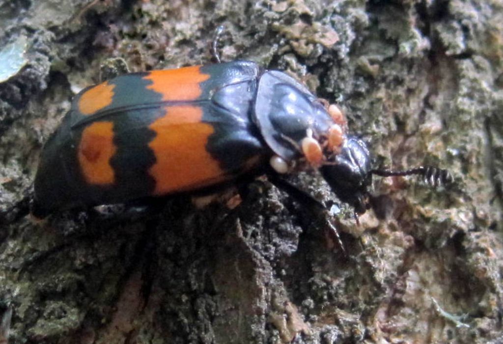 Nicrophorus vespilloides Herbst, 1783