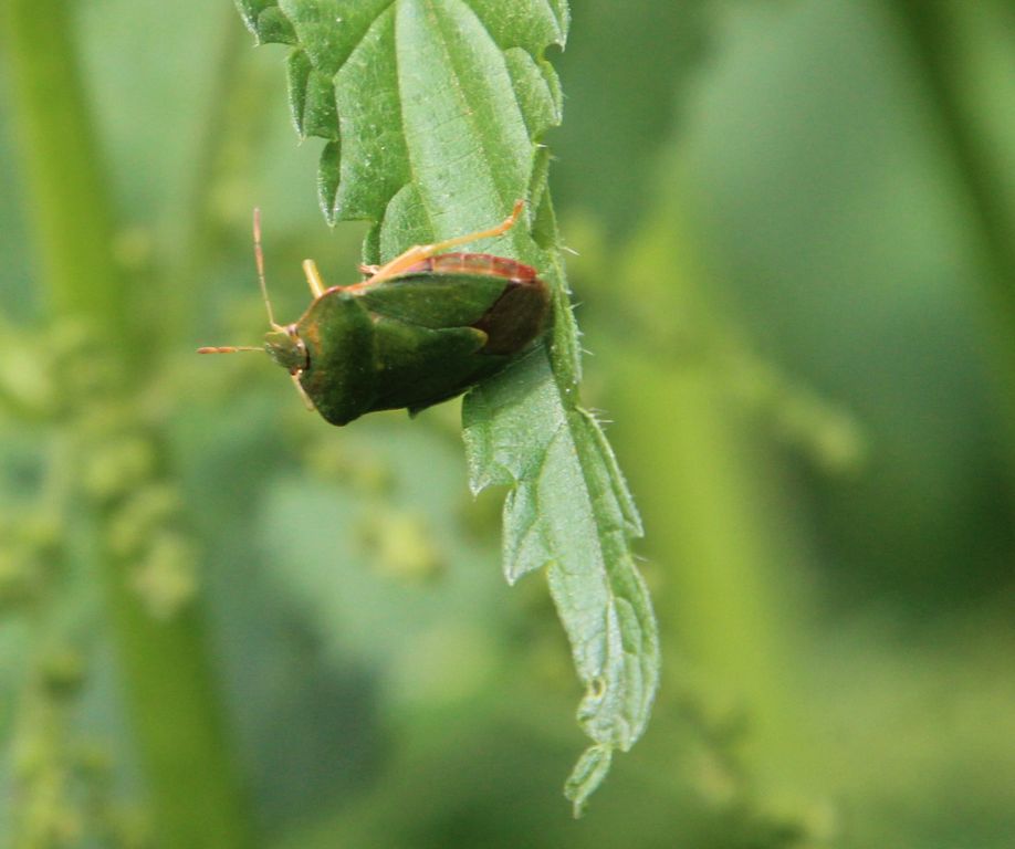 Palomena prasina (Linnaeus, 1761)