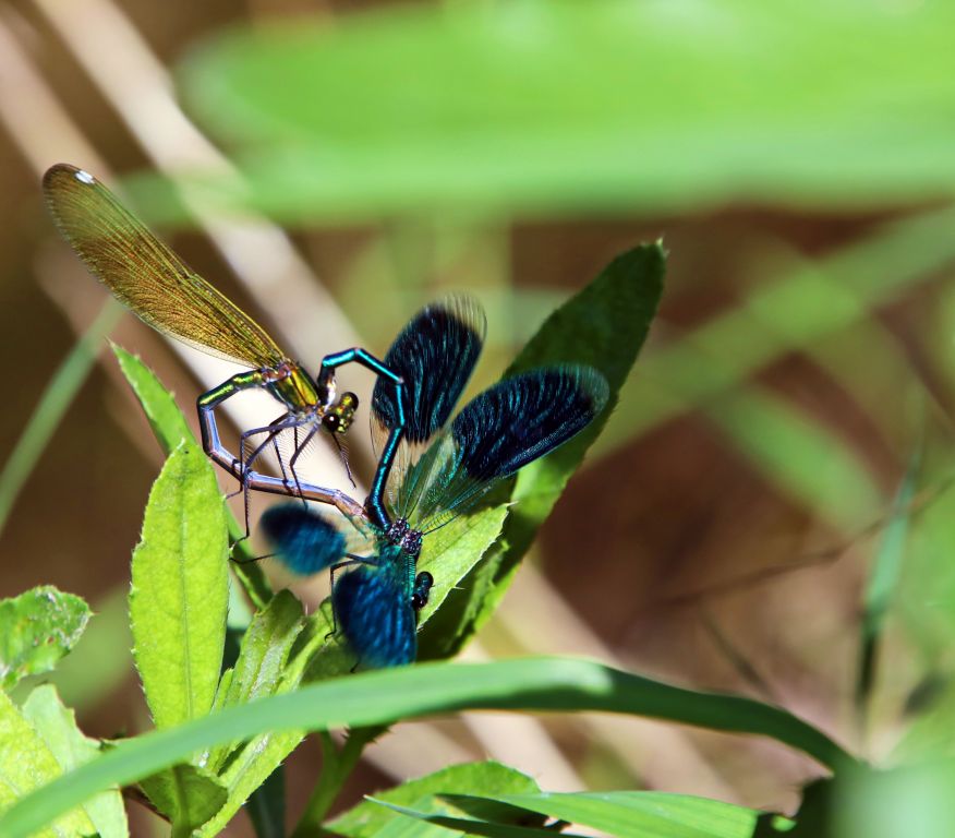 Calopteryx splendens (Harris, 1782)