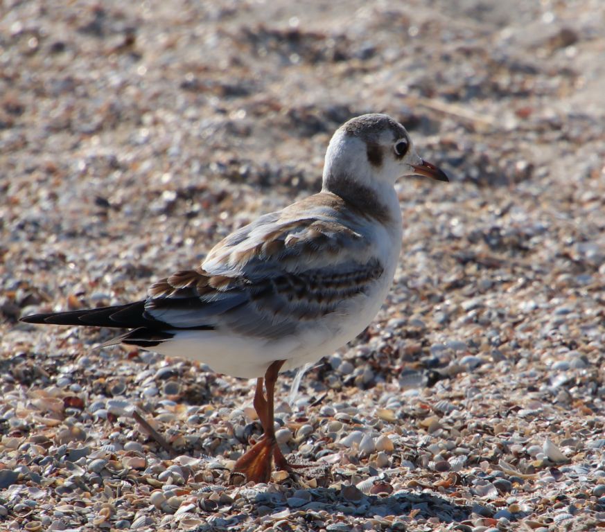 Chroicocephalus ridibundus (Linnaeus, 1766)
