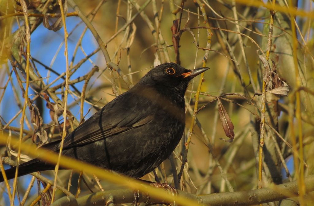 Turdus merula Linnaeus, 1758