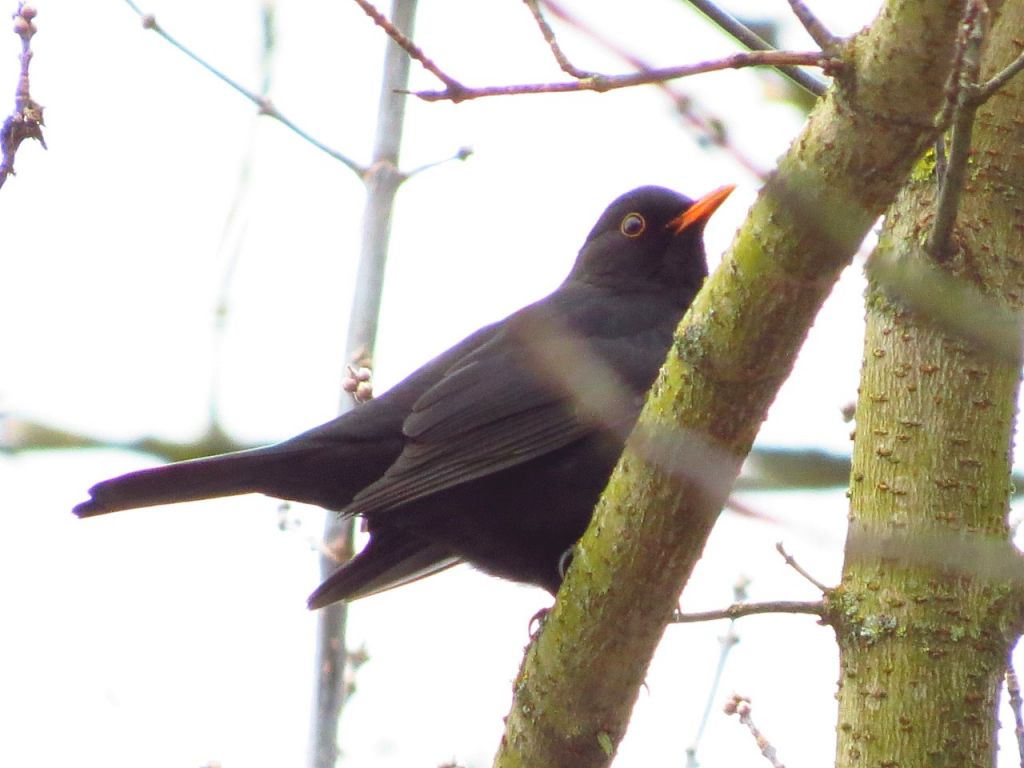 Turdus merula Linnaeus, 1758