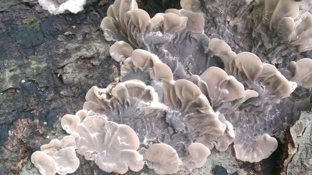 Auricularia mesenterica (Dicks.) Pers.
