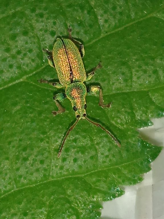 Phyllobius (Dieletus) argentatus (Linnaeus, 1758)