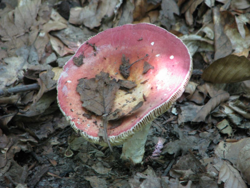Russula