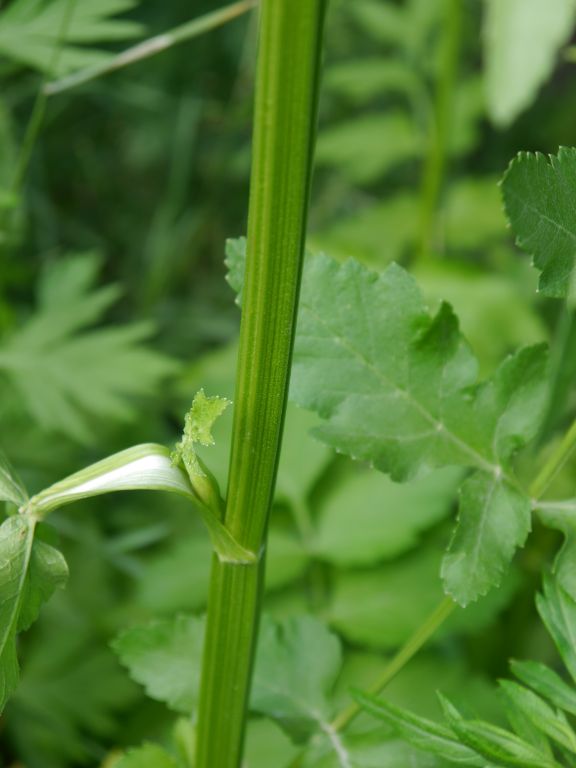 Pastinaca sativa L.