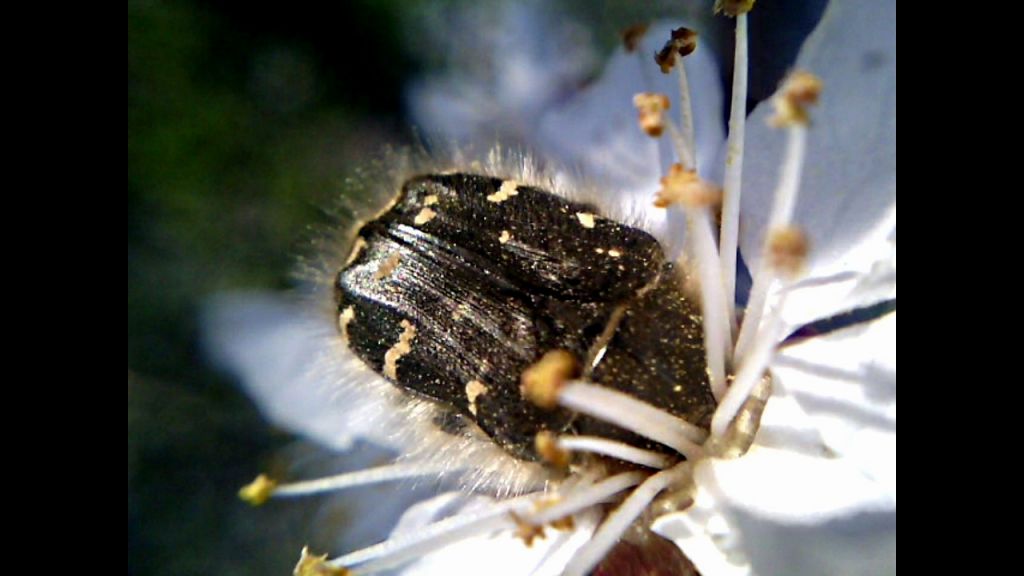 Tropinota (Epicometis) hirta (Poda, 1761)