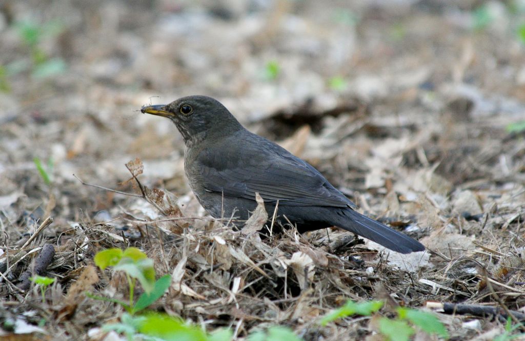 Turdus merula Linnaeus, 1758