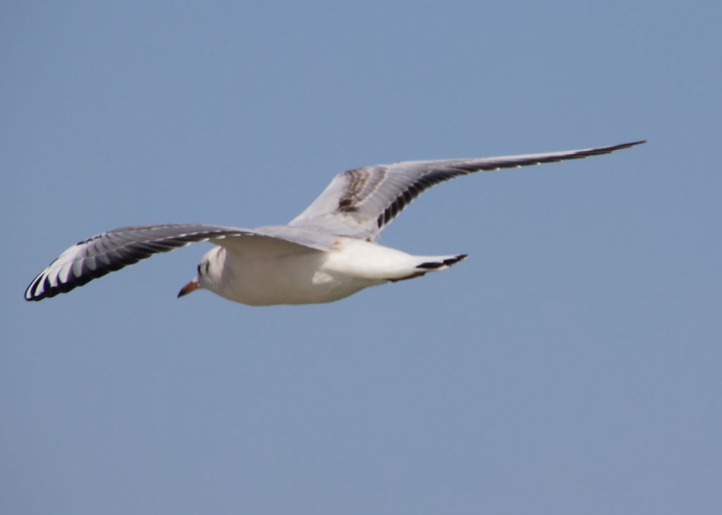 Chroicocephalus ridibundus (Linnaeus, 1766)
