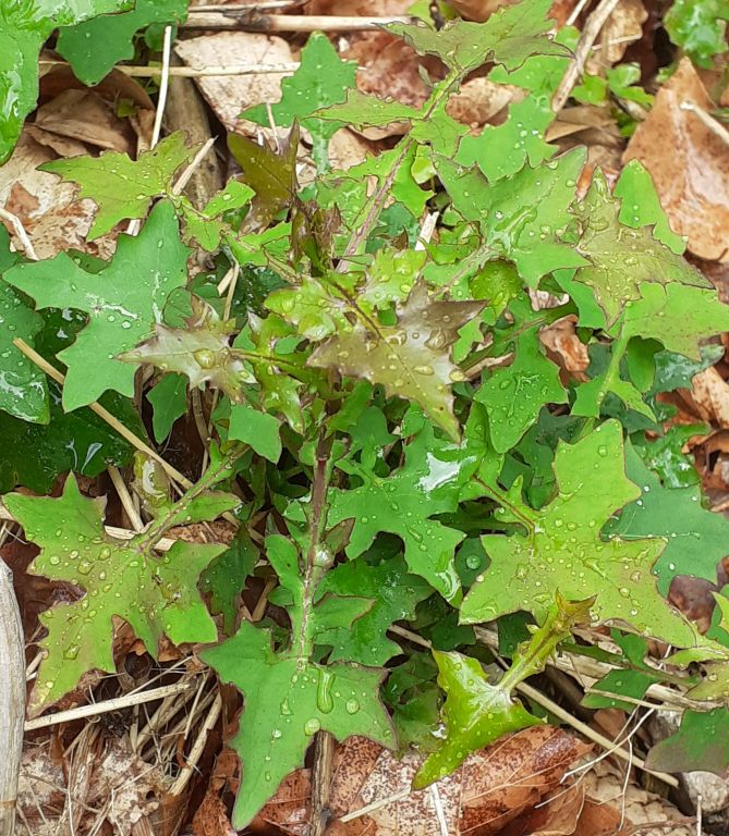 Lactuca muralis (L.) E.Mey.