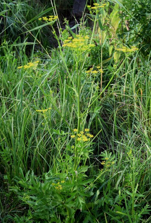 Pastinaca sativa L.
