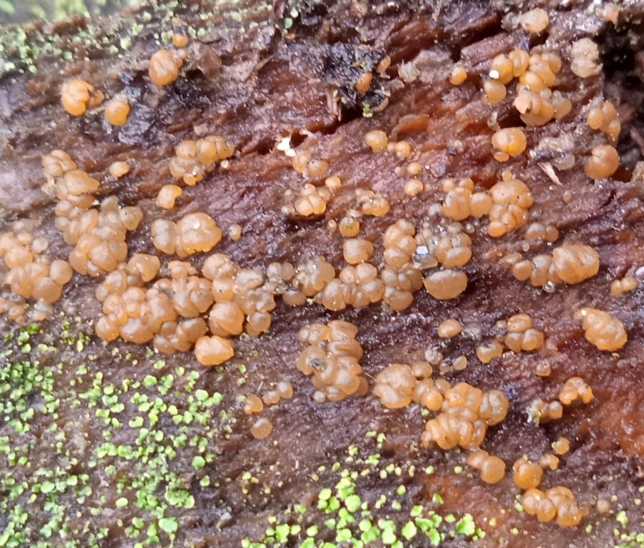 Dacrymyces
