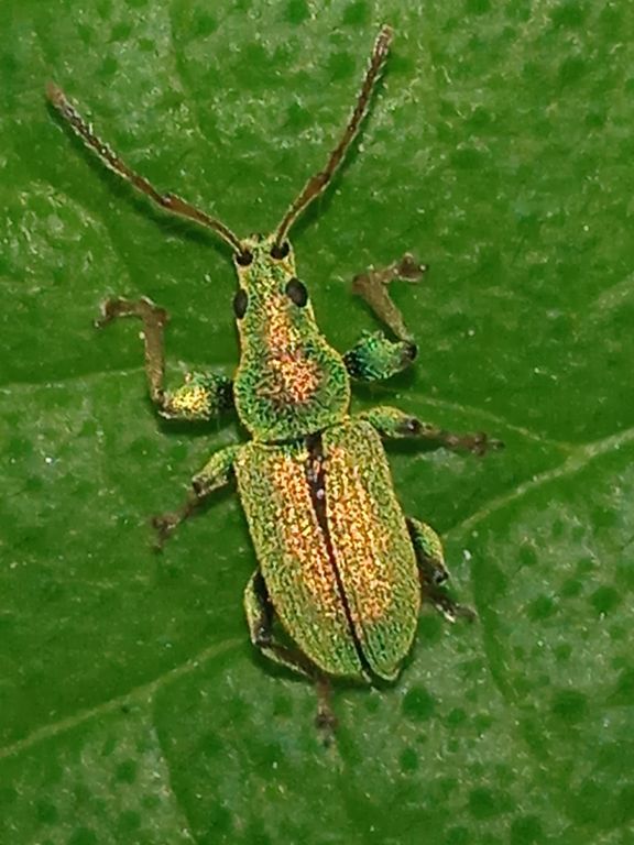 Phyllobius (Dieletus) argentatus (Linnaeus, 1758)