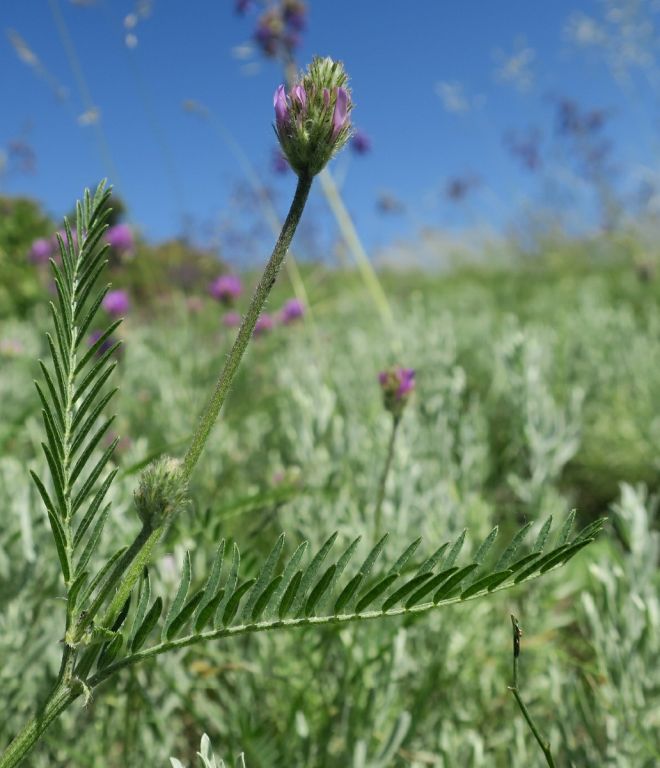 Astragalus onobrychis L.