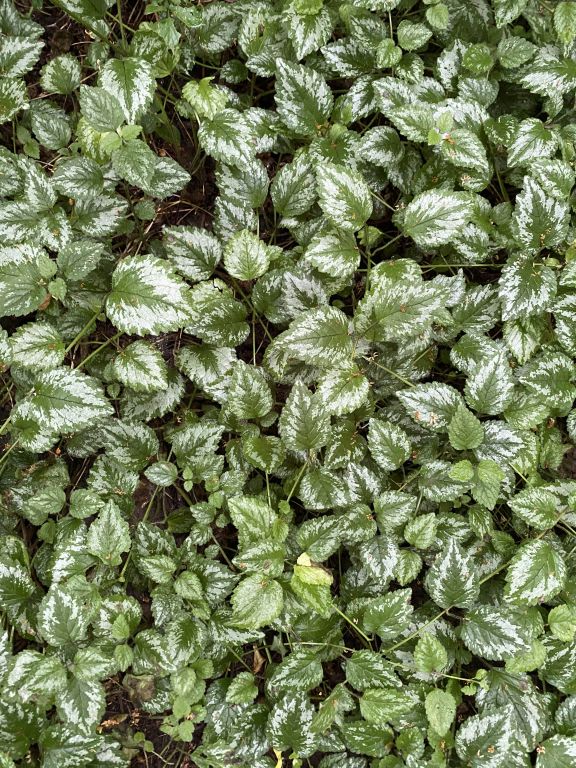 Lamium galeobdolon (L.) L.