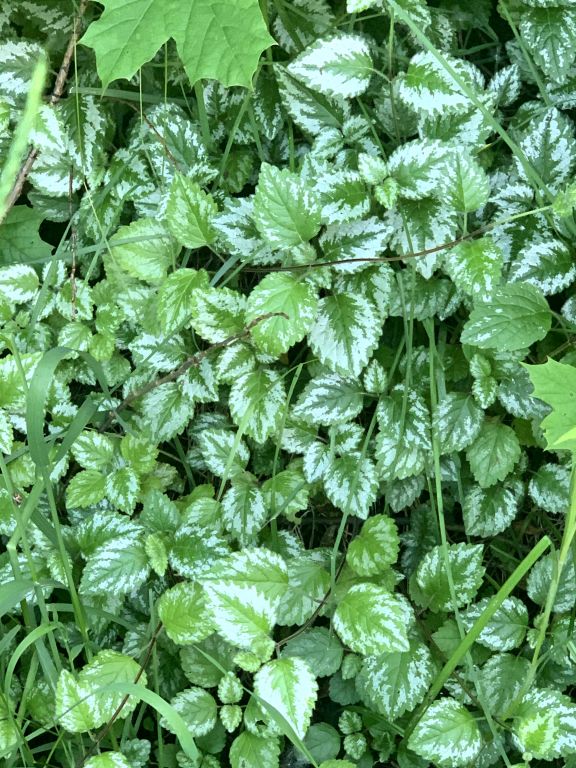 Lamium galeobdolon (L.) L.