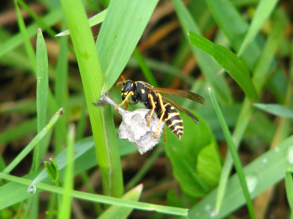 Polistes nimpha (Christ, 1791)
