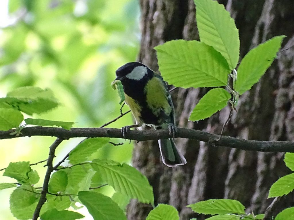 Parus major Linnaeus, 1758