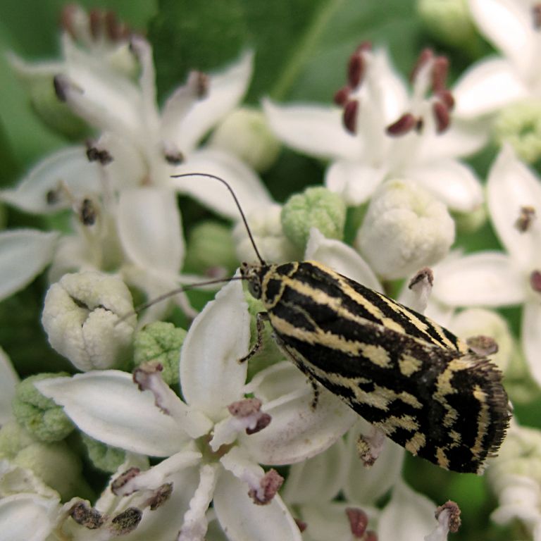 Acontia (Emmelia) trabealis (Scopoli, 1763)