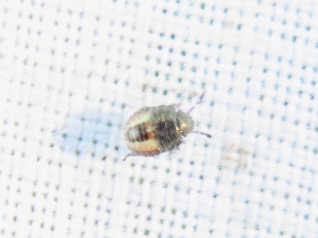 Hemiptera