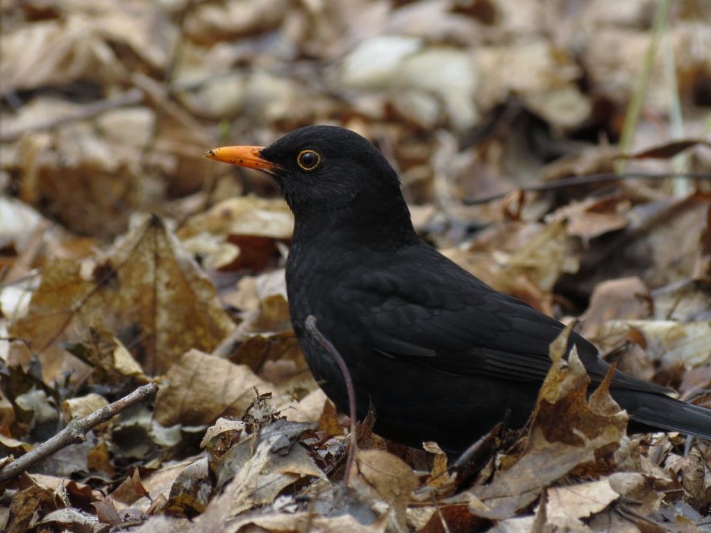 Turdus merula Linnaeus, 1758