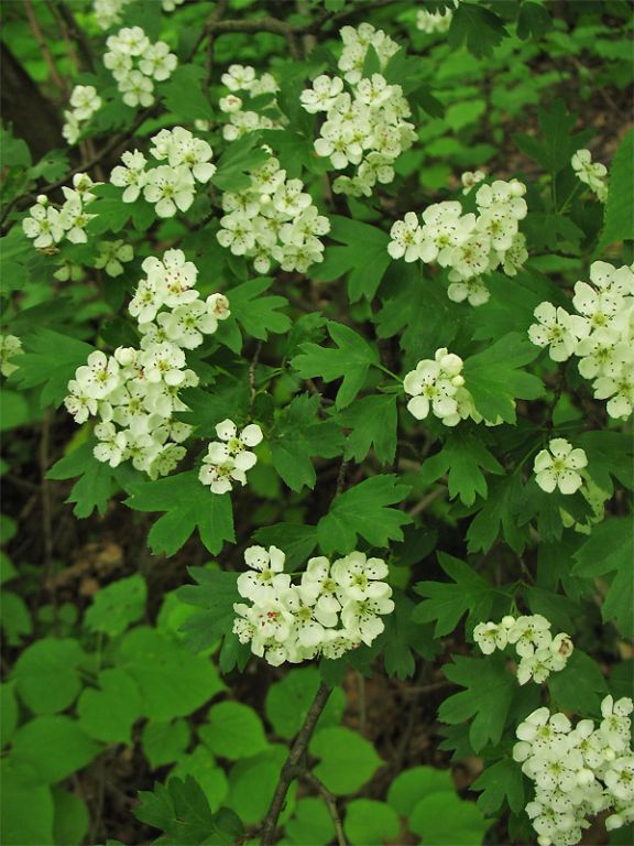 Crataegus monogyna Jacq.