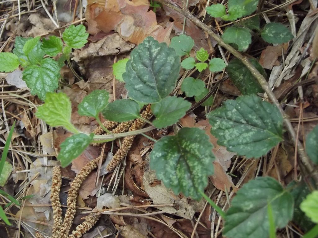 Lamium galeobdolon (L.) L.