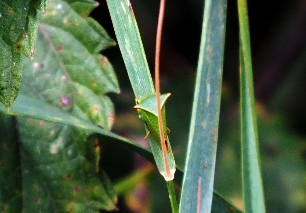 Stictocephala bisonia Kopp & Yonke, 1977