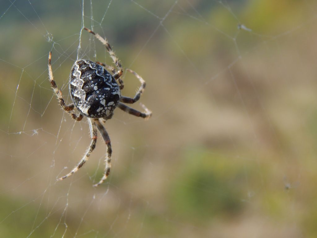 Araneus diadematus Clerck, 1757