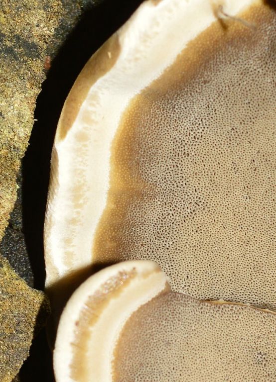 Gelatoporia dichroa (Fr.) Ginns