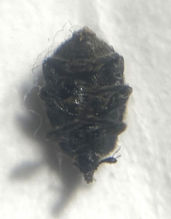 Rhinusa tetra (Fabricius, 1792)