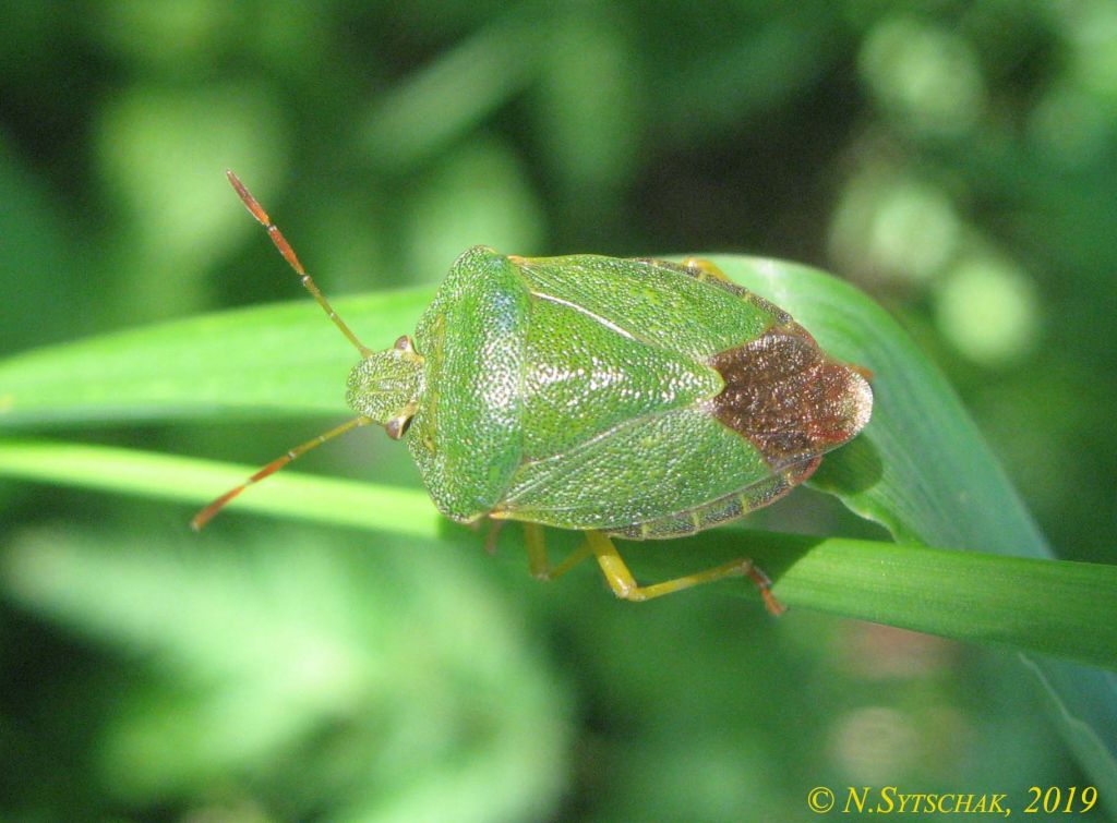 Palomena prasina (Linnaeus, 1761)