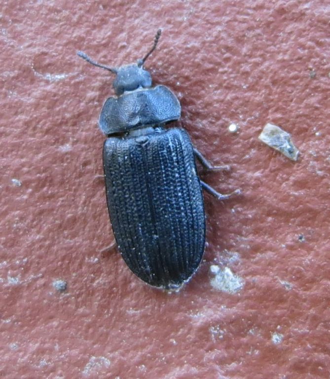 Grynocharis C.G. Thomson, 1859