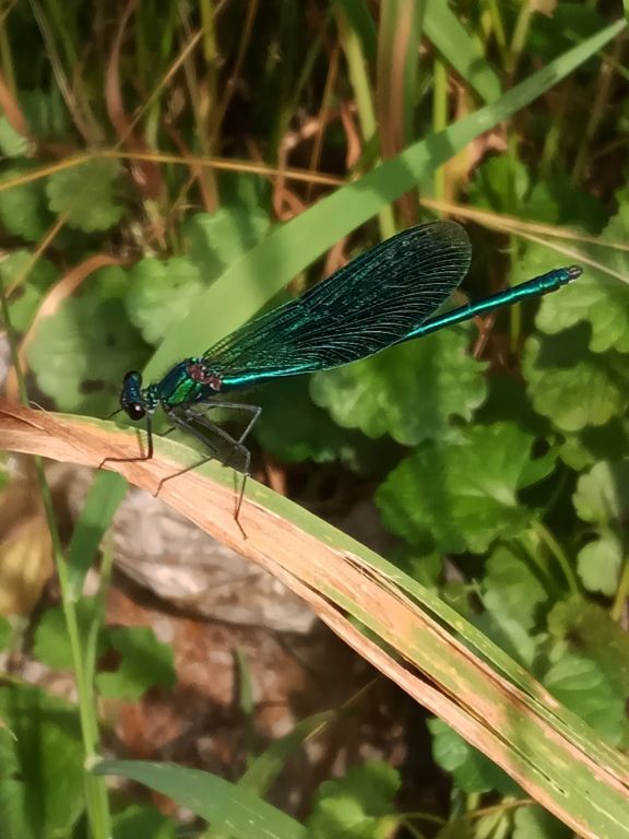 Calopteryx splendens (Harris, 1782)